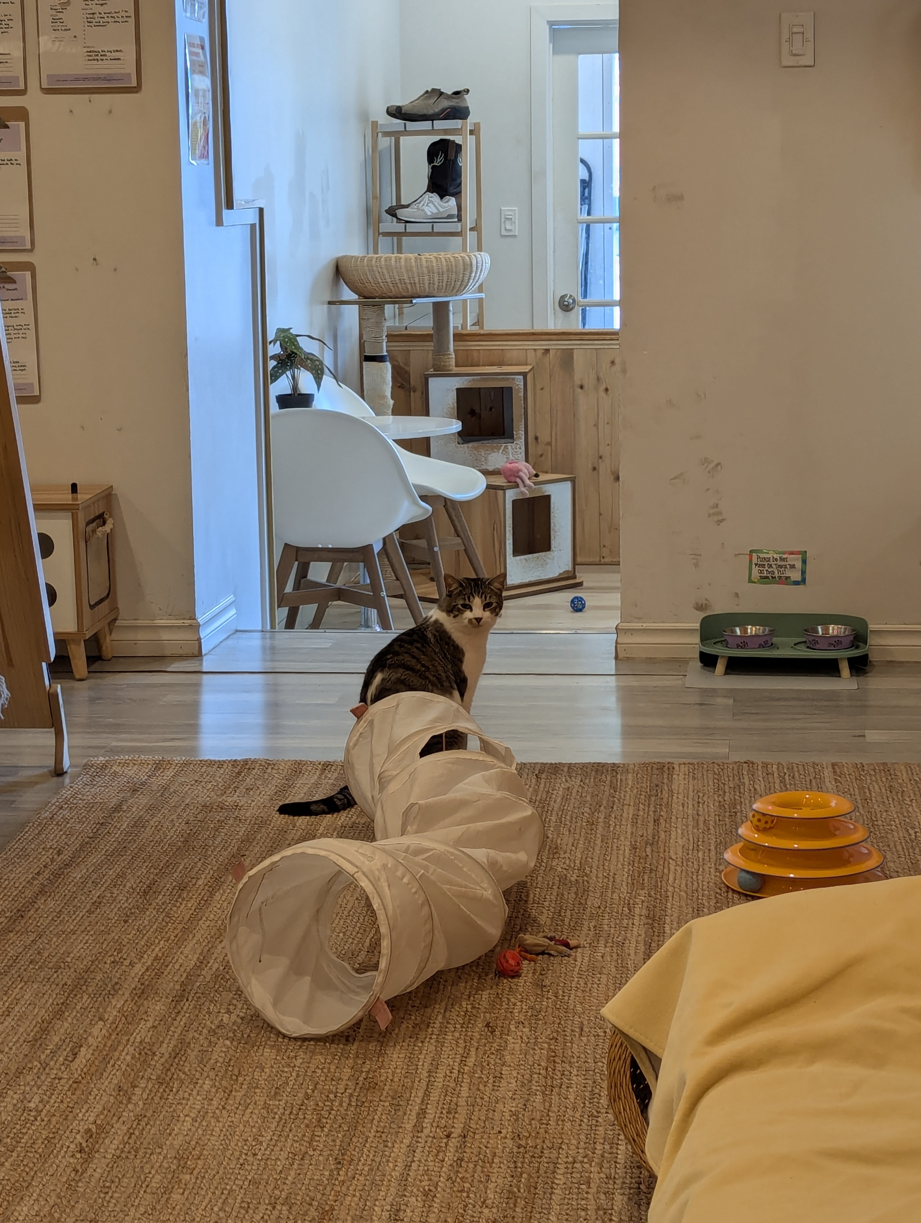 Birthday Trip to Canada, Cat Cafe, Edmonton